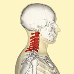 neck vertebrae