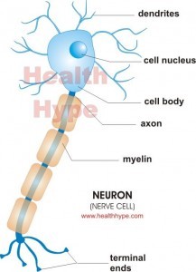 neuron structure