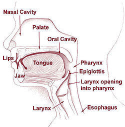 Throat parts: pharynx, epiglottis, larynx, trachea, esophagus