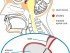 Pituitary Gland Location