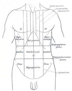 Before we get into the following learning units, which will provide more detailed discussion of topics on different human body systems, it is necessary to learn some useful. Stomach Location (Anatomical Position), Parts and Pictures ...