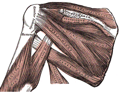 rotator cuff muscles