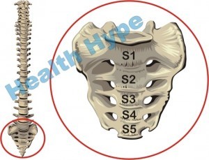 Sacrum and Coccyx (Tailbone) of the Spine Anatomy and Pictures