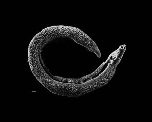 schistosome worm