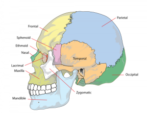 Parts of the Skull