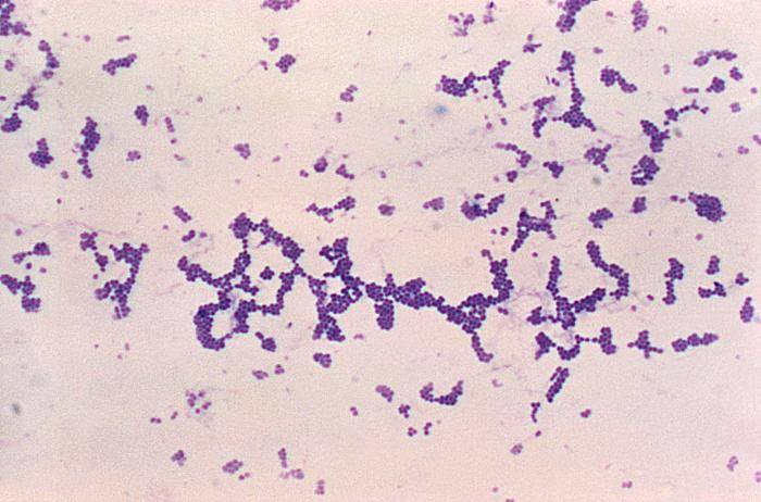 Staphylococcus Aureus Under Light Microscope