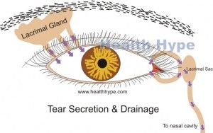 Tear secretion and drainage from the eye