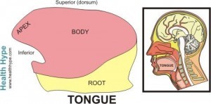 Parts of the Tongue