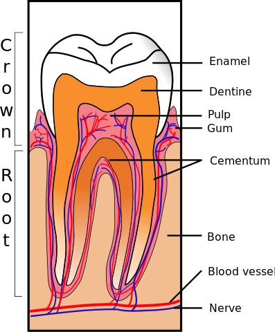 tooth structure