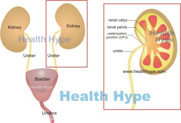 Kidney and urinary tract