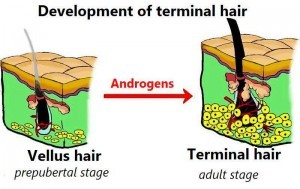 vellus hair and terminal hair